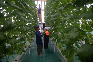 Rutan Boyolali Kembangkan Pertanian Melon Hidroponik sebagai Bekal Kemandirian Warga Binaan