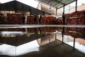 Pengungkapan Dugaan Penyelundupan Bawang Bombai di Semarang