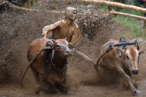 Atraksi Pacu Jawi di Nagari Batu Basa Tanah Datar