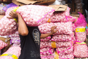 Kejar Swasembada 2029, Pemerintah Siapkan Strategi Produksi Bawang Putih