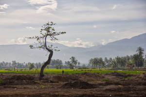 Bencana Alam Rusak 6.451 Hektare Sawah di Sumatra Barat