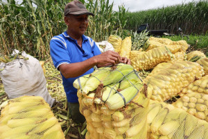 Petani Kediri Beralih ke Jagung Manis karena Harga Stabil dan Panen Cepat