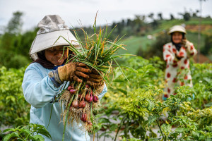 Kementerian Pertanian Targetkan Produksi Bawang Merah Dua Juta Ton pada 2026