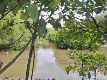 Kejagung Kaji Sanksi Denda hingga Pidana untuk 28 Perusahaan Perusak Hutan
