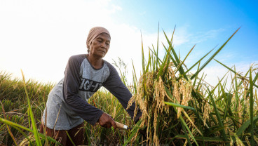 Produksi Padi Cirebon 2025 Tergerus, Penyusutan Lahan Jadi Biang Kerok
