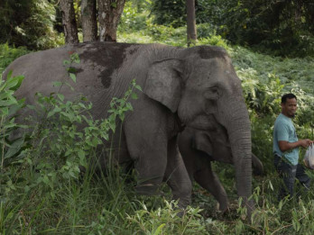 Prabowo dan Raja Charles III Sepakati Kerja Sama Konservasi Gajah Peusangan