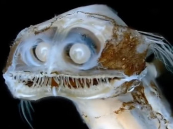 Terungkap! Segudang Rahasia Misteri Ikan Teleskop Laut Dalam Bermata Besar