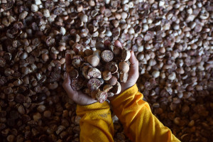 Panen Pinang Melimpah Pascabanjir Bandang di Agam, Harga Tembus Rp17 Ribu per Kilogram