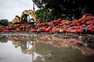 Polrestabes Semarang Musnahkan 120 Ton Bawang Bombai Ilegal Hasil Penyelundupan