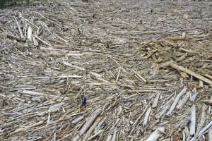 Pembersihan Tumpukan Kayu Gelondongan di Desa Geudumbak
