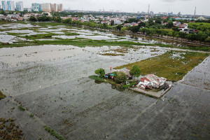 Panen Padi di Sawah Tergenang Banjir Rorotan