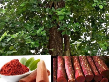 Aroma Parfum Sandalwood yang Menenangkan