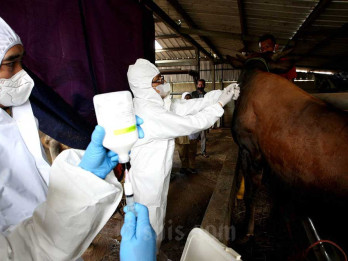 Wabah PMK Tembus 927 Kasus di Jatim, Gubernur Khofifah Distribusikan 453 Ribu Dosis Vaksin
