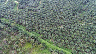 Riau Incar Rp4 Triliun dari Pajak Air Permukaan di Kebun Sawit Raksasa
