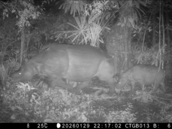 Anakan Baru Badak Jawa Terekam di Taman Nasional Ujung Kulon