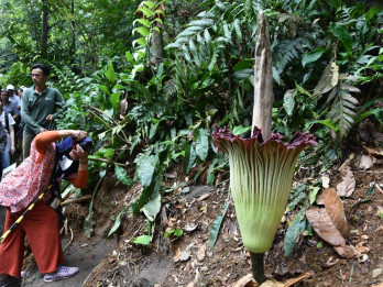 Fenomena Langka, Bunga Bangkai Raksasa Akhirnya Mekar di Kebun Raya Bogor