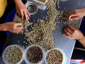 Harga Kopi dan Kakao Melonggar Awal 2026
