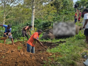 Gajah Betina di Aceh, Mati Tersengat Listrik di Kebun Warga
