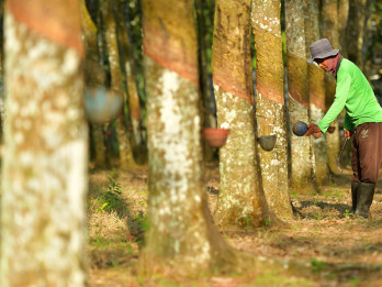 Harga Getah Karet di Sumsel Naik
