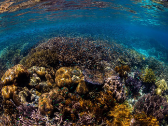 Klien JPMorgan Mulai Taruh Perhatian ke Risiko Ekologis karena Titik Kritis Bumi Terlampaui