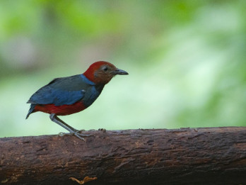 5 Spesies Burung Baru Ditemukan di Indonesia, 159 Spesies Terancam Punah