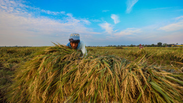 Pacu Produksi Padi, Sumedang Perluas Pola Tabela