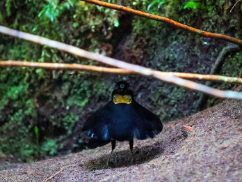Tarian Parotia Arfak, Burung Endemis Papua Barat yang Memikat