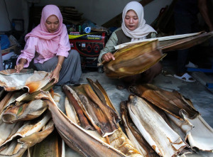 Limbah Pelepah Pinang di Aceh Utara Disulap Jadi Piring Bernilai Ekonomi