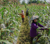 Petani Bungkus Jagung Untuk Cegah Hama Tikus