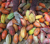 Harga Kakao di Tingkat Petani Anjlok Jadi Rp35 Ribu per Kilogram