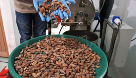 UMKM Kakao Organik Aceh Utara Produksi Bubuk Cokelat hingga Camilan Premium