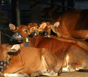 Upaya Peningkatan Populasi Sapi Lokal