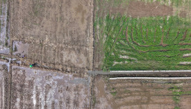 Hadapi “Godzilla El Nino”, Mentan Alokasikan Rp5 Triliun untuk Irigasi dan Benih Unggul