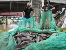 Alasan Kenapa Ikan Sapu-Sapu Picu Kolapsnya Struktur Rantai Makanan di Sungai