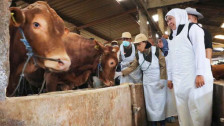 Jelang Hari Raya Iduladha, Khofifah Pastikan Stok Hewan Kurban di Jatim Tercukupi bahkan Surplus