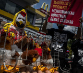 Kampanye Kesejahteraan Hewan, AFJ Tuntut Komitmen Telur Bebas Sangkar dari McDonald’s