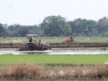 Surplus Pangan 2026 Tembus 4,98 Juta Ton, Stok Beras Capai 5 Juta Ton