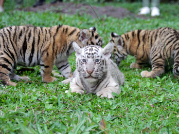 Tiga Anak Harimau Benggala Lahir di Taman Safari Prigen, Koleksi Jadi 20 Ekor
