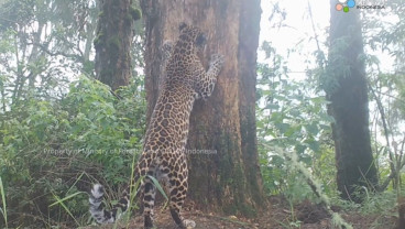 Di Semeru, 8 Macan Tutul Teridentifikasi