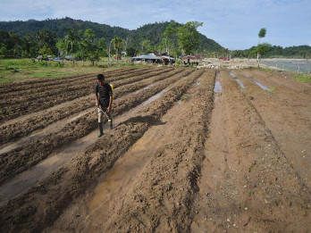 Petani Bersihkan Lahan Sawah Terdampak Banjir Bandang