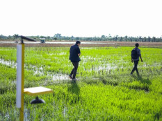 Satu Desa di Indramayu Cetak 13,9 Ton Padi per Hektare, Lampaui Rata-rata