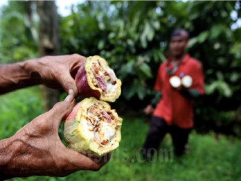 Pengembangan Kakao Sulawesi: Kredit Rp26 Miliar Dikucurkan, 2 Tantangan Masih Mengintai