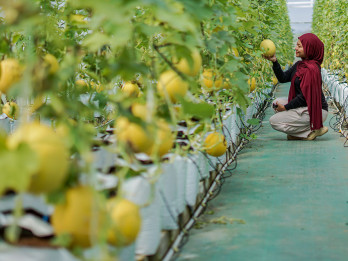 Wisata Petik Melon Bumdes Batang Cetak Laba Rp21 Juta dari 600 Buah Panen