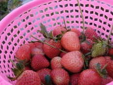 8 Makanan Pencegah Sel Kanker yang Sangat Bergizi