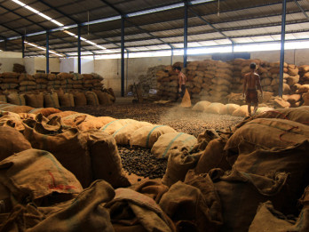 Harga Gambir Stagnan Rp20.000 Per Kilogram, Petani Sumbar Menjerit
