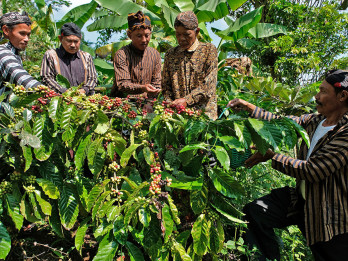 Warga Temanggung Gelar Tradisi Nublek Kopi Sambut Panen Robusta