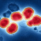 Soal Virus Hanta, Pemkot Bandung Minta Warga Tetap Waspada