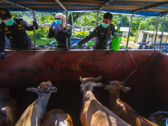 2 Ekor Sapi Kurban dari Presiden Prabowo Dikirim ke Kepulauan Mentawai