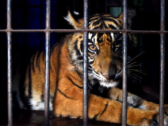 Anak Harimau Sumatra Dievakuasi dari Jerat Babi di Pasaman