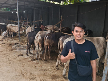 Bisnis Hewan Kurban Ramai Jelang Iduladha, Pedagang Andalkan Kualitas dan Kepercayaan Pembeli